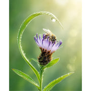 Een sprookjesachtige compositie waarbij een dauwdruppel-dragende grasspriet als een boog over een bij hangt die nectar zoekt op een knoopkruid.