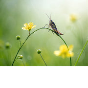 Een haarscherpe macrofoto van een sprinkhaan die balanceert op de stengel van een kleine gele boterbloem tegen een zachte groene achtergrond.