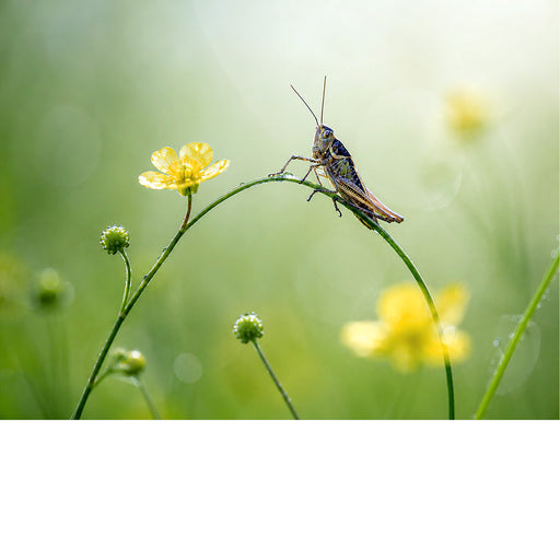 Een haarscherpe macrofoto van een sprinkhaan die balanceert op de stengel van een kleine gele boterbloem tegen een zachte groene achtergrond.