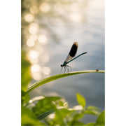 Een prachtige, donkere weidebeekjuffer rust op een grassprietje boven het water, omringd door dromerige ronde lichtreflecties (bokeh).