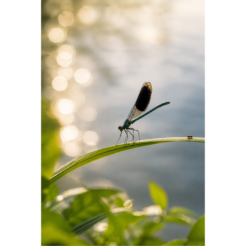 Een prachtige, donkere weidebeekjuffer rust op een grassprietje boven het water, omringd door dromerige ronde lichtreflecties (bokeh).