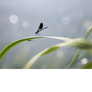 Een uniek natuurmoment vastgelegd: een weidebeekjuffer balanceert bovenaan een grasspriet, terwijl een kleine spin er direct onder in haar web hangt.