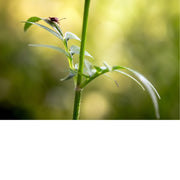Een scherpe close-up van een donkerrode schildwants die omhoog klimt langs de frisse, groene stengel van een plant.