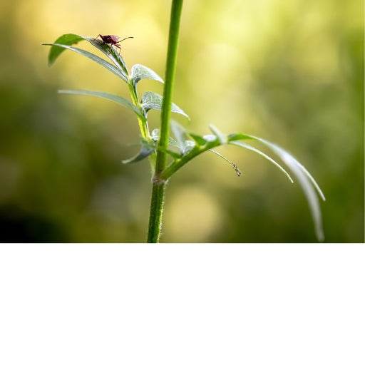 Een scherpe close-up van een donkerrode schildwants die omhoog klimt langs de frisse, groene stengel van een plant.