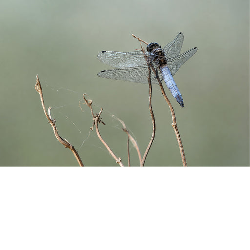 Een prachtige mannelijke platbuik (libel) met een opvallend blauw achterlijf rust op de uiteinden van droge, bruine takjes.