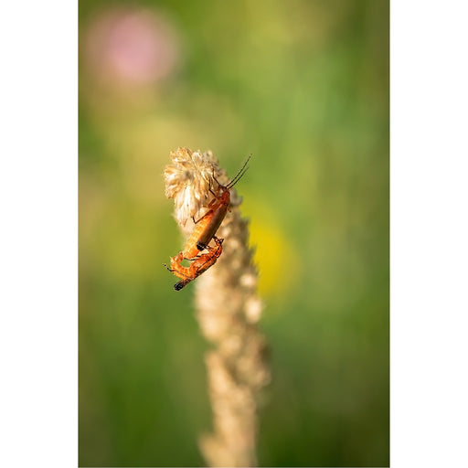 Een zacht, dromerig macrobeeld van twee oranjerode rode weekschildkevers die paren bovenop de aar van een wilde grassoort.