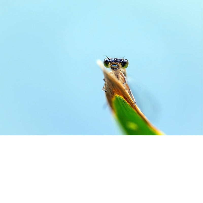 Een uiterst komische en scherpe frontale close-up van een waterjuffer die over de rand van een groen blad recht in de camera staart.