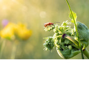 Een rood soldaatje (weekschildkever) foerageert op de vele kleine, delicate bloemetjes van een witte schermbloem.