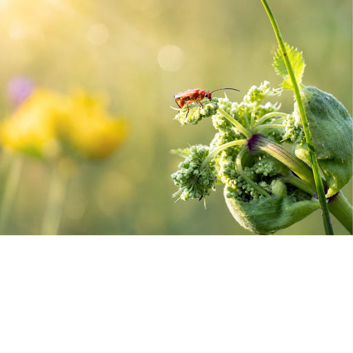Een rood soldaatje (weekschildkever) foerageert op de vele kleine, delicate bloemetjes van een witte schermbloem.