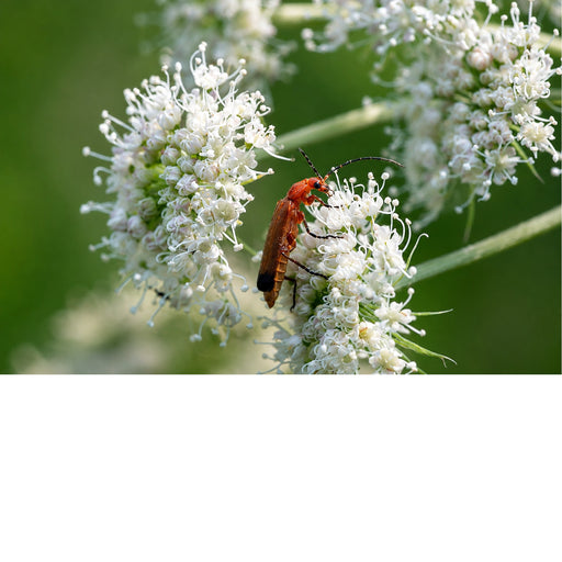 Een minimalistisch macrobeeld van een kleine rode kever die zich vasthoudt aan de punt van een verdroogde, eenzame grasspriet.