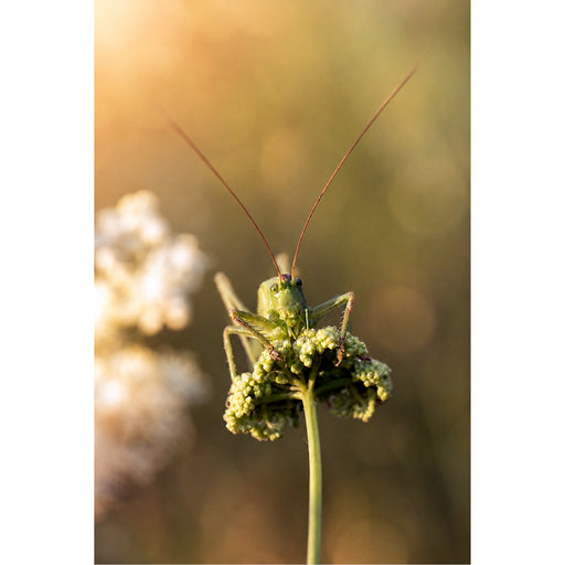 Een close-up van een grote groene sabelsprinkhaan die over de rand van een witte bloem kijkt, met lange voelsprieten die afsteken tegen het warme zonlicht.