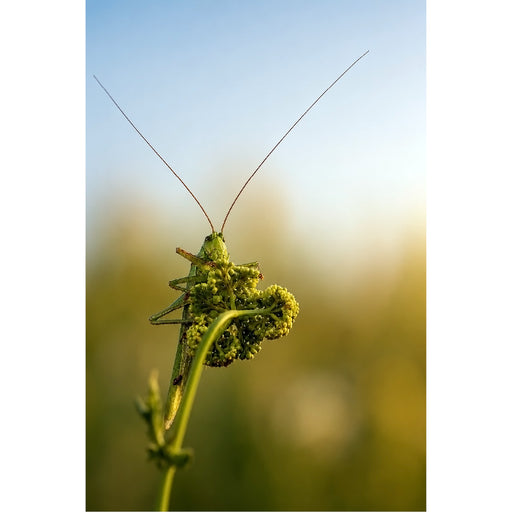 Een scherpe en symmetrische frontale foto van een groene sabelsprinkhaan die over de rand van een bloem gluurt, met zijn lange voelsprieten in de lucht.