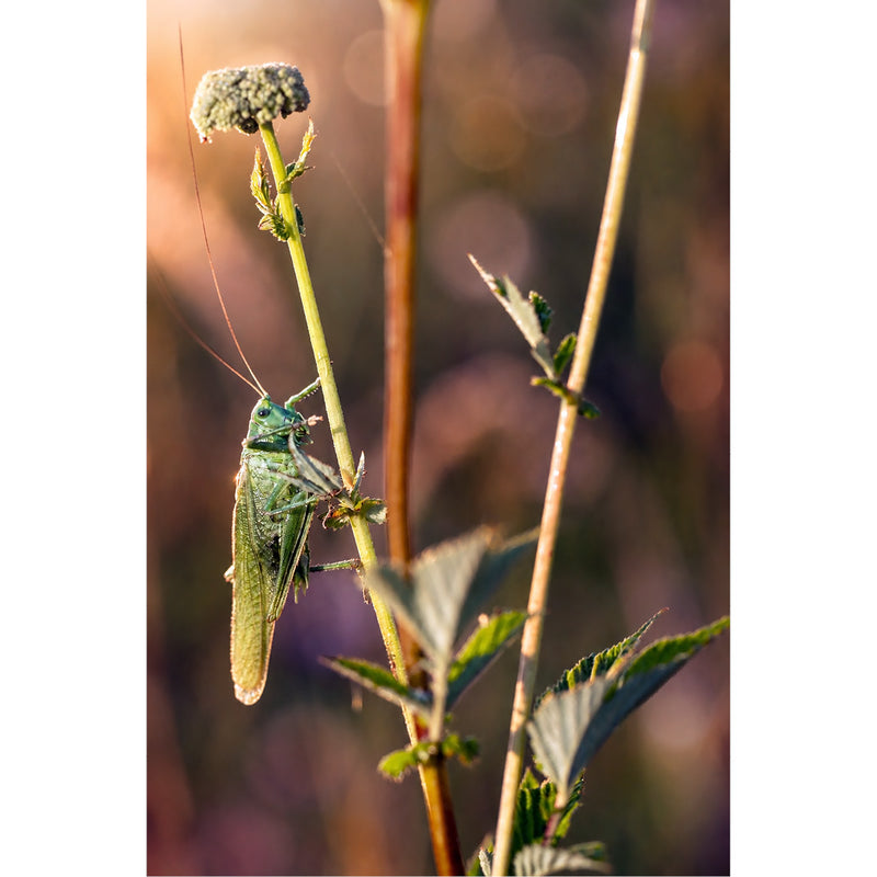 Een indrukwekkend zijaanzicht van een forse groene sprinkhaan die rustig de ochtend- of avondzon in zich opneemt vanaf een bloemstengel.