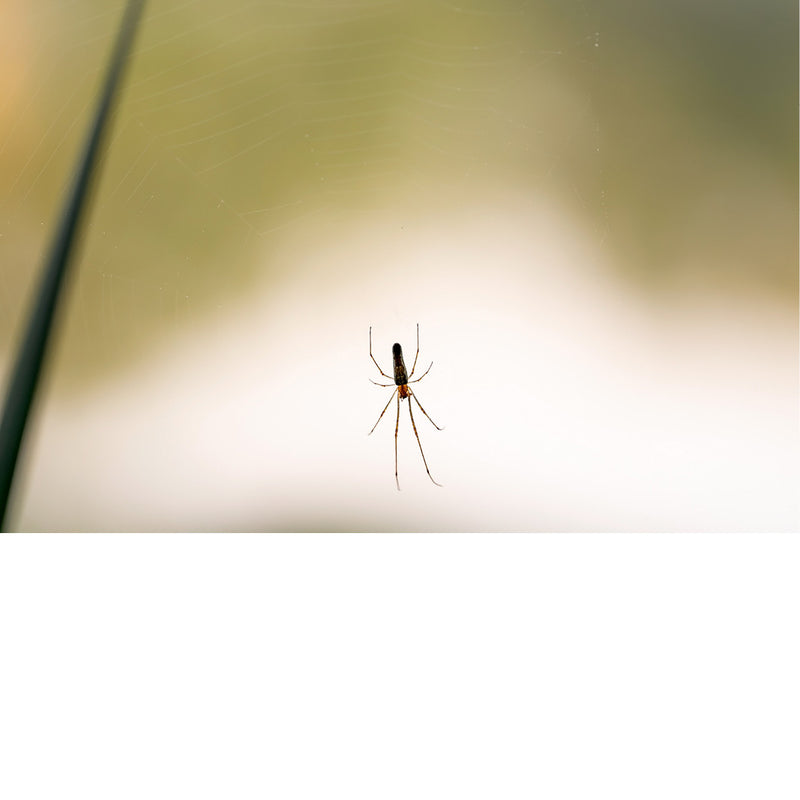 Een zeer strak en minimalistisch beeld van een donker spinnetje dat perfect stil hangt in een abstract, lichtgekleurd veld.