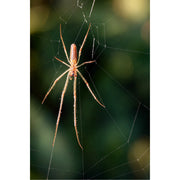 Een haarscherpe foto van een grote strekspin met lange poten die zich bevindt op de fijne draden van haar net gesponnen spinnenweb.