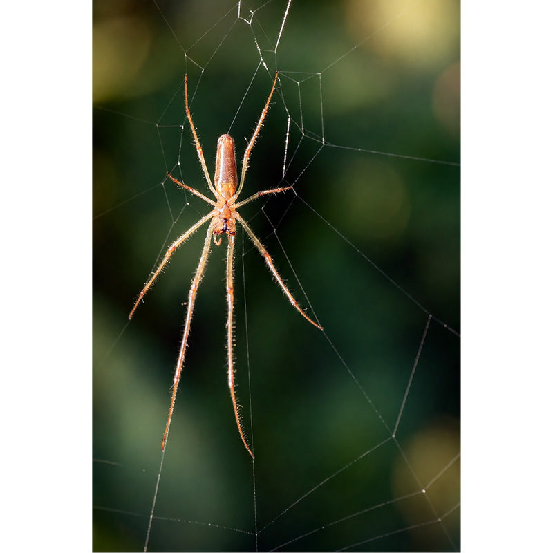 Een haarscherpe foto van een grote strekspin met lange poten die zich bevindt op de fijne draden van haar net gesponnen spinnenweb.