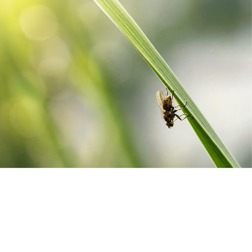 Een artistiek, zongekust macrobeeld van een vlieg die perfect ondersteboven rust aan de onderkant van een diagonale groene grasspriet.
