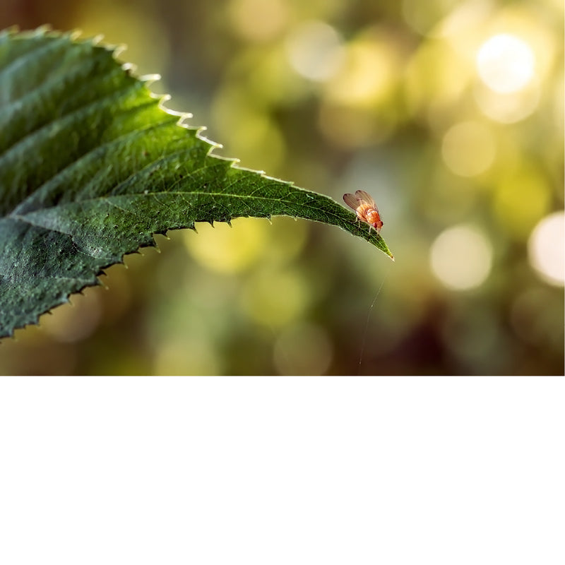 Een foto vol detail van een microscopisch klein, oranje vliegje dat rust op het scherpe puntje van een gekarteld donkergroen blad.