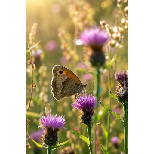 Een warm belichte, verticale opname van een bruine vlinder (hooibeestje) die rust op een zachte, paarse bloem (knoopkruid) badend in de middagzon.