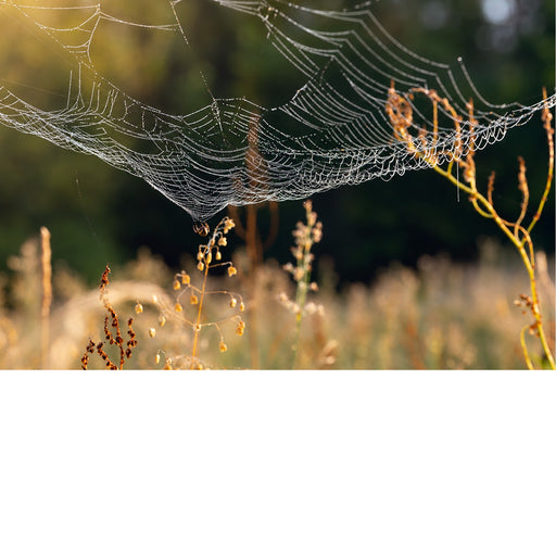 Een indrukwekkend horizontaal beeld van een stevig spinnenweb dat tussen het hoge gras is gespannen en vol hangt met ontelbare schitterende dauwdruppeltjes.