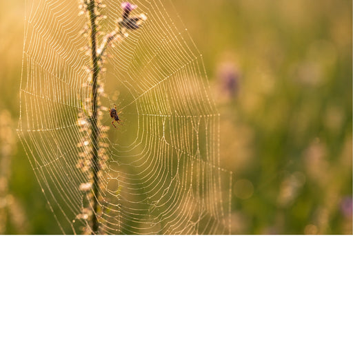 Een sfeervol beeld van een intact, rond spinnenweb dat prachtig oplicht in de eerste zonnestralen. In het hart van het web wacht de spin rustig af.