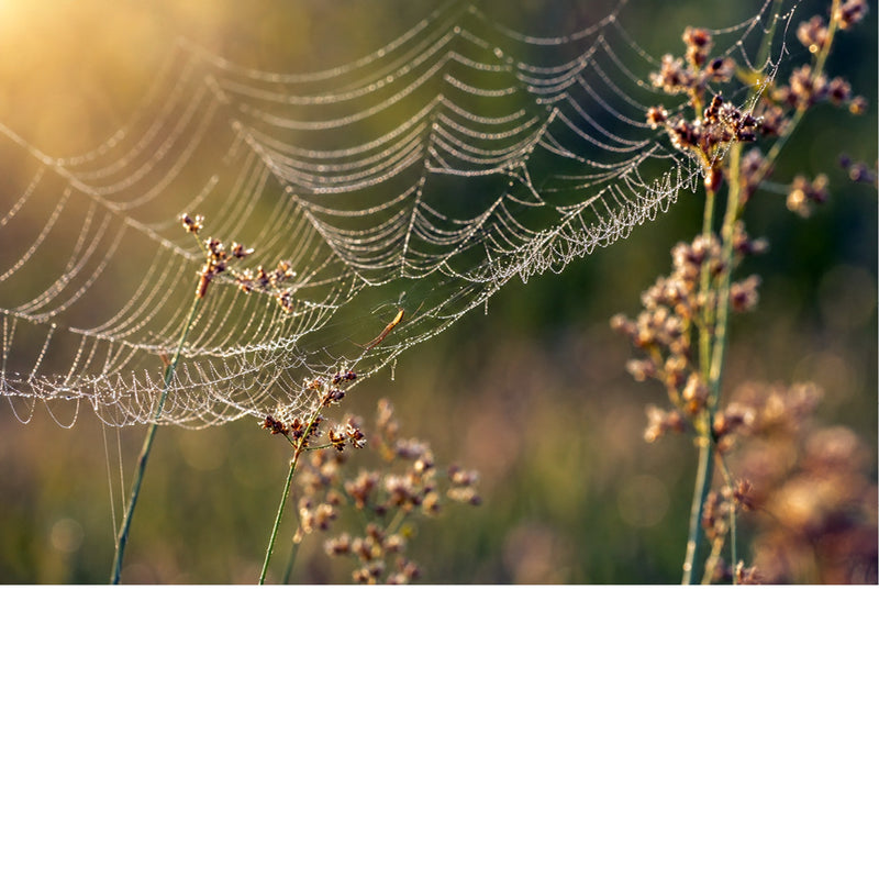 Een macro-opname die de complexe structuur en stevigheid laat zien van een dichtgeweven, hangend spinnenweb, bedekt met fijne vochtdruppels.