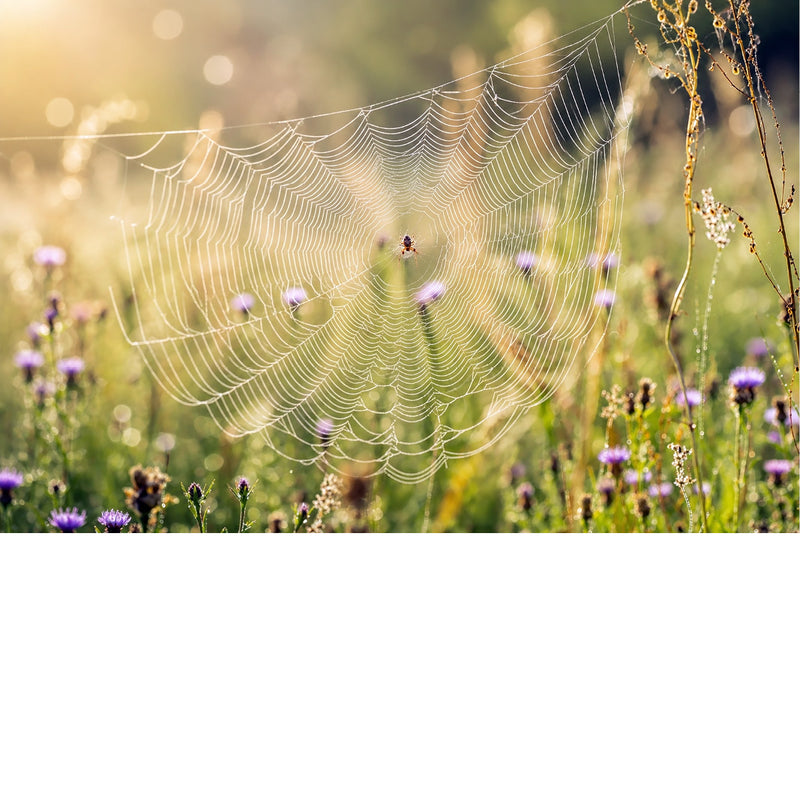 Een klassieke, frontale natuurfoto van een mooi getekende spin in het geometrische middelpunt van een groot web, met paarse bloemen vaag in de achtergrond.