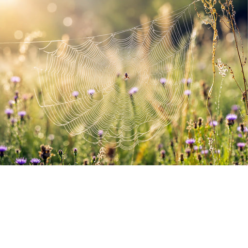 Een klassieke, frontale natuurfoto van een mooi getekende spin in het geometrische middelpunt van een groot web, met paarse bloemen vaag in de achtergrond.