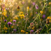 Een felgekleurde wespspin (ook wel tijgerspin) bewaakt haar grote ronde web in een zonnig grasveld. De gele en zwarte strepen tekenen prachtig af.