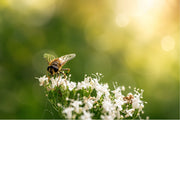 Een sfeervolle macrofoto van een kleine gestreepte zweefvlieg die zich voedt op de fragiele, witte stervormige bloemetjes (mogelijk echte valeriaan).