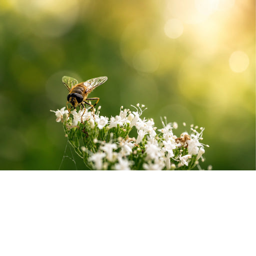 Een sfeervolle macrofoto van een kleine gestreepte zweefvlieg die zich voedt op de fragiele, witte stervormige bloemetjes (mogelijk echte valeriaan).