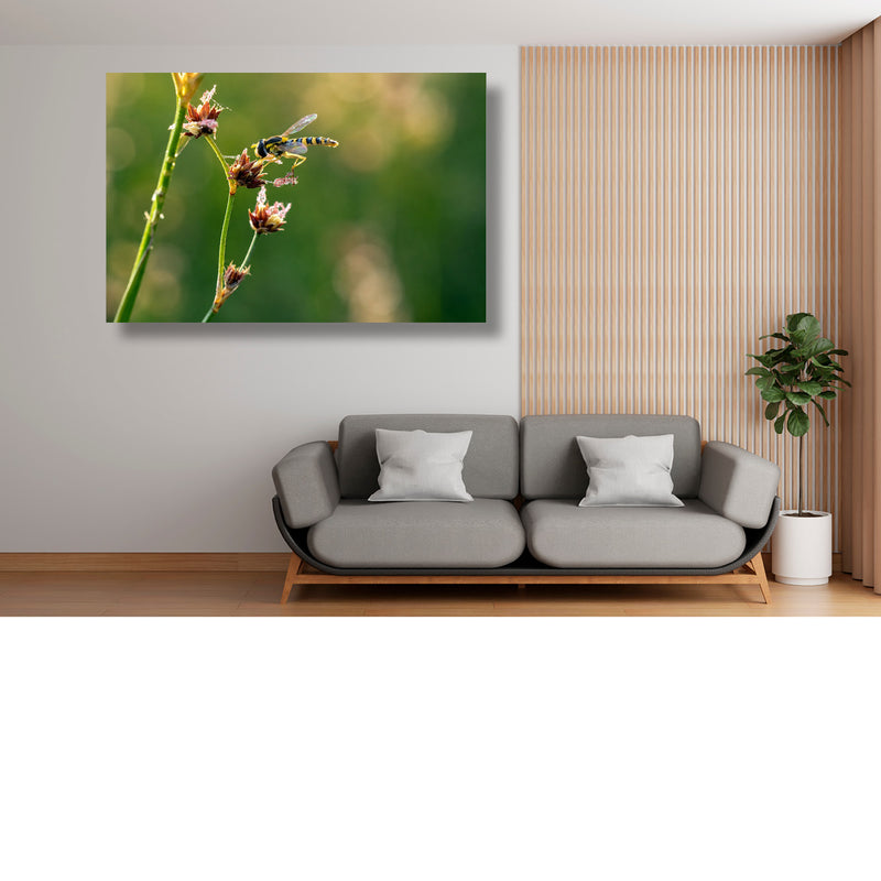 Gestreepte zweefvlieg op verdroogde bloemen