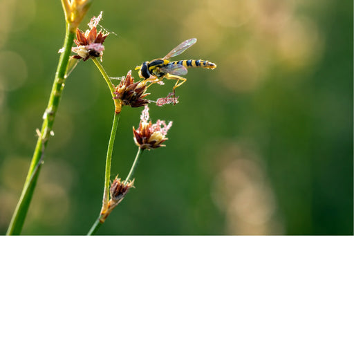 Een scherpe en gedetailleerde macrofoto van een zweefvlieg die zich tegoed doet aan de verdroogde knoppen van een stengel, belicht door een zachte achtergrond.