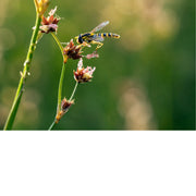 Een scherpe en gedetailleerde macrofoto van een zweefvlieg die zich tegoed doet aan de verdroogde knoppen van een stengel, belicht door een zachte achtergrond.
