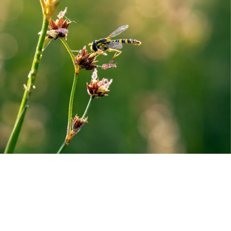 Een scherpe en gedetailleerde macrofoto van een zweefvlieg die zich tegoed doet aan de verdroogde knoppen van een stengel, belicht door een zachte achtergrond.