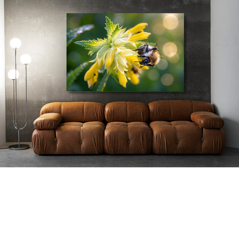 Pluizige hommel op een gele bloem