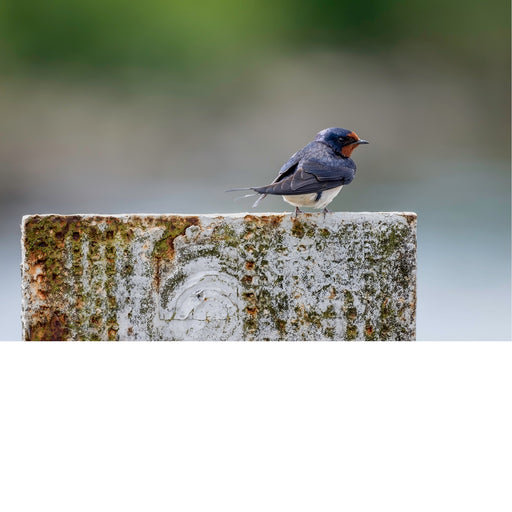Een haarscherpe foto van een boerenzwaluw met een prachtige blauwe glans over zijn verenkleed, zittend op een ruwe betonnen muur of rand.