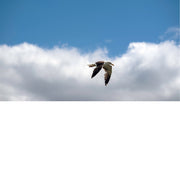 Een prachtige opname van een zilvermeeuw of mantelmeeuw in volle vlucht, met een contrastrijke blauwe lucht en een grote witte wolk op de achtergrond.