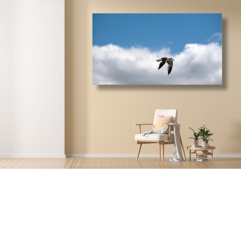 Zilvermeeuw zeilend door de wolken
