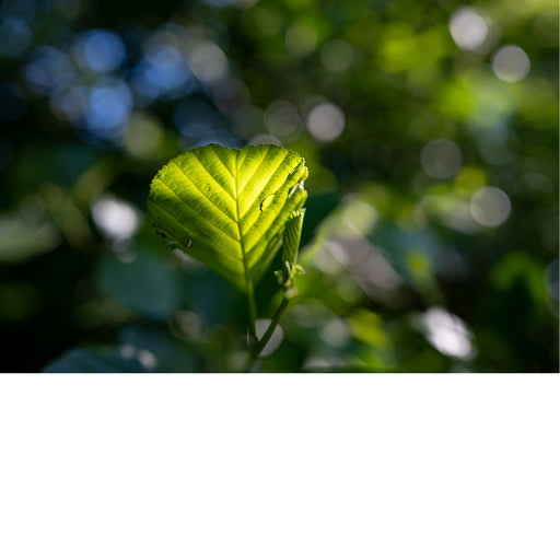Een sfeervolle natuurfoto van zonnestralen die door een heldergroen, hartvormig blad schijnen, met een speelse achtergrond van lichtcirkels (bokeh).
