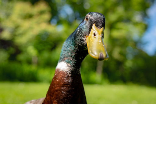 Een komische, haarscherpe close-up van een woerd (mannelijke wilde eend) met een glanzend groene kop, die met een scheve blik in de lens staart.