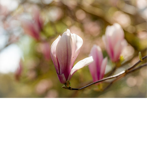 Een warm en romantisch lentebeeld van een zachtroze magnolia die begint te bloeien op de tak, badend in zacht licht.