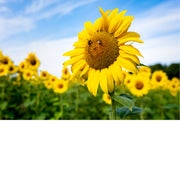 Rijpe zonnebloem met een bij op het hart steekt scherp af tegen een wazig veld vol zonnebloemen onder een blauwe lucht.