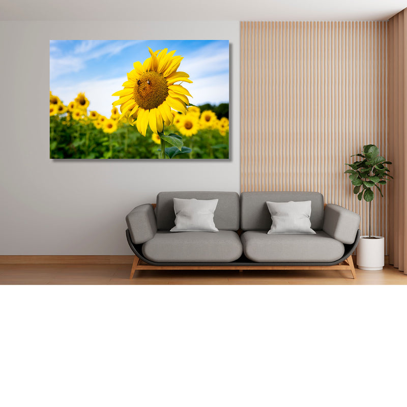 Bij op de Zonnebloem