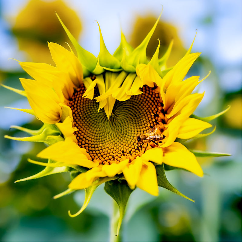 Extreme close-up van het bloemhart van een zonnebloem toont de spiraalvormige structuur met een bij die tussen de meeldraden foerageert.