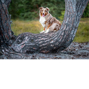 Langharige hond met een gevlekte bruin-witte vacht zit hijgend op een kromme boomstam tussen twee dennenstammen, met wazig bos op de achtergrond.