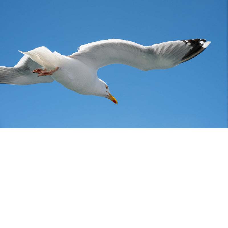 Zilvermeeuw duikt met gestrekte vleugels en de kop omlaag door een strakblauwe lucht.