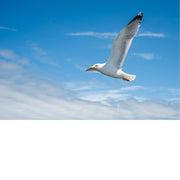 Zilvermeeuw zweeft met wijd gespreide vleugels tegen een helderblauwe lucht vol dunne sluierwolken.