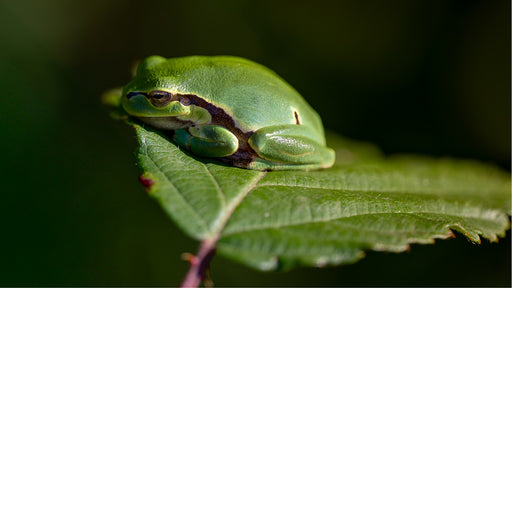 Boomkikker rust op een geribbeld blad, met een wazige groene achtergrond vol bladeren.