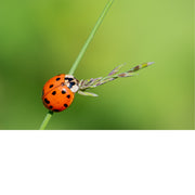 Lieveheersbeestje klimt over een grasspriet tegen een egaal groene achtergrond.